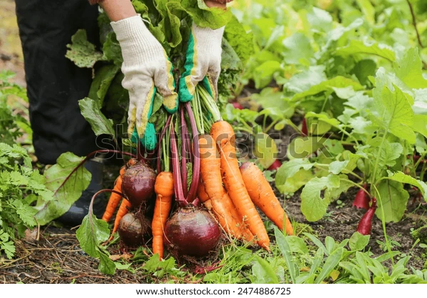 Vegetable harvest