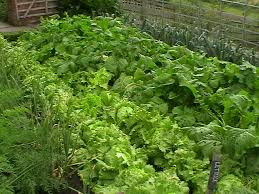 Lettuce patch